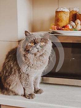 Gray lop-eared cat on the table in the home interior. Mustachioed pet