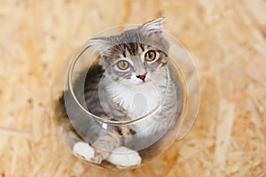 Gray lop-eared fluffy kitten lying in basin on wooden floor