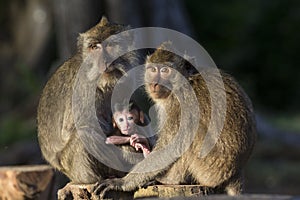 Gray macaques are wild animals that are easily found in Baluran National Park, Situbondo, East Java.