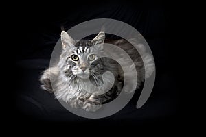 Gray maine coon cat on black background looking at viewer
