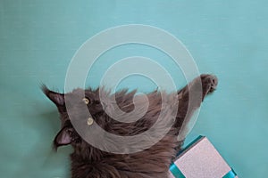 Gray mainecoon cat laying on turquoise background