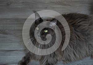 Gray majestic mainecoon