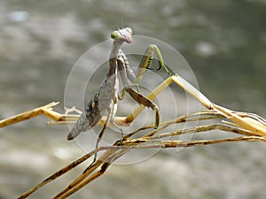 Gray Mantis Adapt to Surrounding Colour