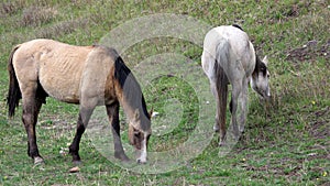 Gray Mare  and Bay Horse, Grazing