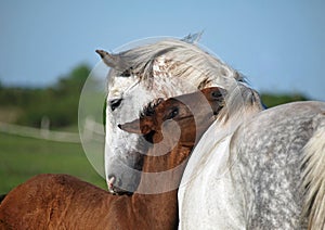 Gray mare and foal on a pasture