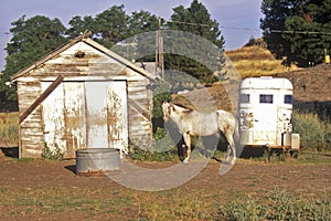Gray mare in front of barn with horse trailer, WA
