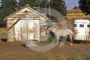 Gray mare in front of barn with horse trailer, WA photo