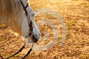 Gray mare horse in western tack
