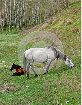 Gray Mare  with Resting Brown Foal