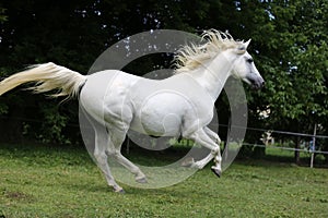 Gray mare running through on the paddock