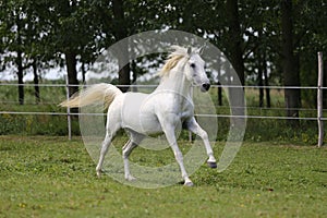 Gray mare running through on the paddock