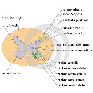 Gray matter of the spinal cord and its nucleus