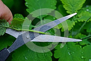 gray metal scissors in hand cuts the stem of a celandine plant among green leaves