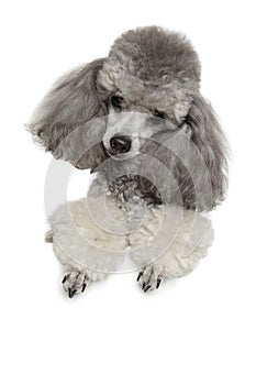 Miniature poodle on a white background photo