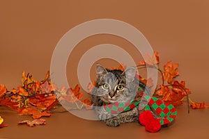 Gray mongrel kitten in a scarf and autumn leaves