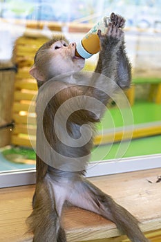 A gray monkey, a baby hamadrich, sits and eats from a baby bottle. Animal