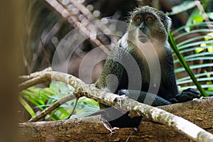 Gray monkey, Jozani Forest National Park, Zanzibar