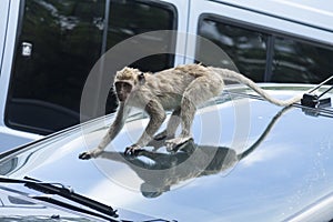 Gray monkeys ride into visitor cars on Bama beach. photo