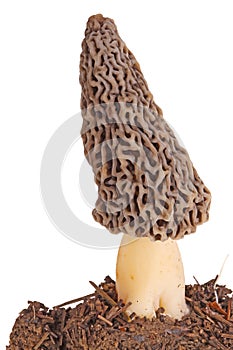 Gray morel mushroom and substrate isolated on white