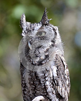 Eastern Screech Owl