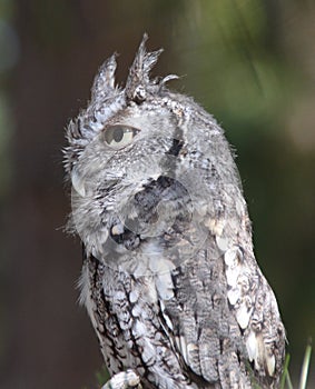 Eastern Screech Owl