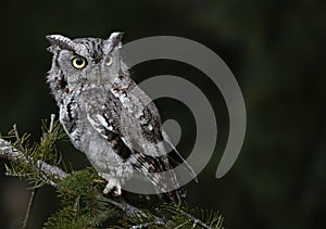 Gray Morph Eastern Screech Owl