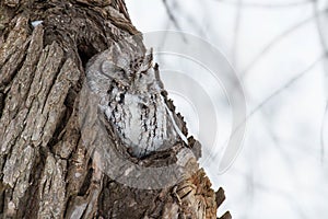 Eastern Screech Owl - Megascops asio