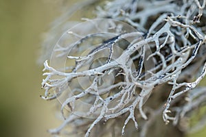 Gray moss on the tree branch in spring, Finland