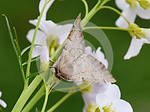 Gray moth Odontopera bidentata in vegetation