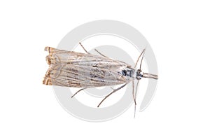 Gray moth on a white background