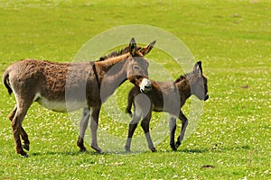 Gray mother and baby donkey