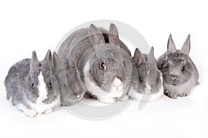 Gray mother rabbit with four bunnies