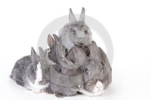 Gray mother rabbit with four bunnies