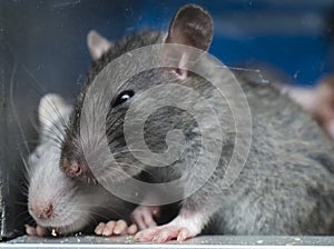 Gray mouse in a glass