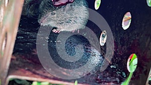 A gray mouse got into a humane mousetrap