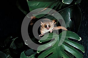 Gray Mouse Lemur, microcebus murinus