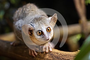 Gray mouse lemur (Microcebus murinus)