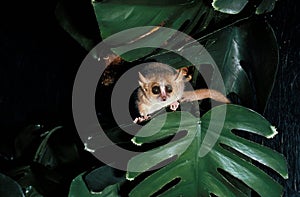Gray Mouse Lemur, microcebus murinus