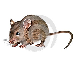 Gray mouse Muridae