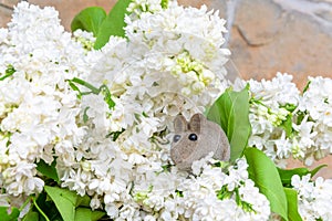 A gray mouse sitting in a bouquet of white lilac flowers against a stone wall.
