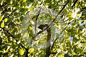 Gray muscicapa striata in leaves on tree