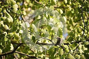 Gray muscicapa striata in leaves on tree