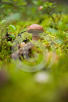 Gray mushroom