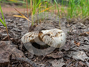 Gray mushroom of the Russulaceae family under fallen autumn foliage