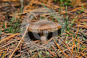 Gray mushroom Tricholoma triste in the forest in pine needles. Mushroom close-up. Soft selective focus. photo