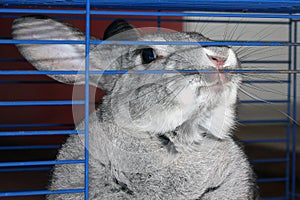 Gray and mustachioed decorative rabbit
