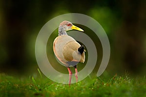 Gray-necked Wood-Rail, Aramides cajanea, walking on the green grass in nature. Heron in the dark tropic forest. Bird in the nature