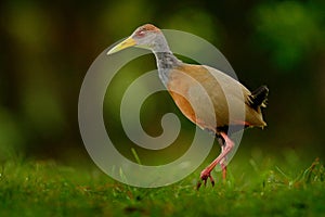 Gray-necked Wood-Rail, Aramides cajanea, walking on the green grass in nature. Heron in the dark tropic forest. Bird in the nature