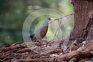 Gray-necked Wood-Rail (Aramides cajaneus), Saracura-trÃªs-potes photo