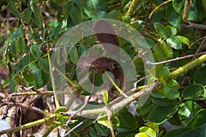 Gray Nicker bean bush